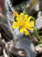 Hieracium scouleri