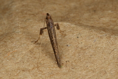 Caloptilia linearis