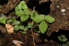 Potentilla indica