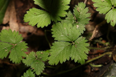 Potentilla indica