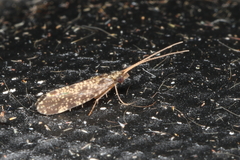 Polycentropodidae