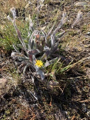 Hieracium scouleri