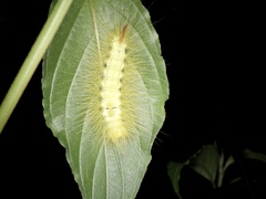 Calliteara pseudabietis