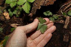Potentilla indica