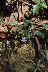 Dyschoriste poliodes