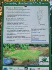 Spartina