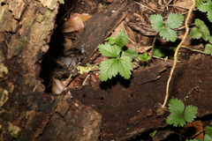 Potentilla indica