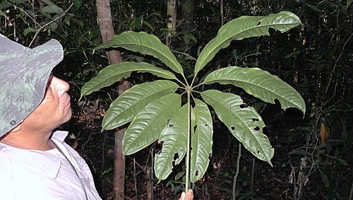 Anthurium pentaphyllum