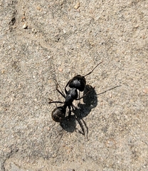 Camponotus japonicus