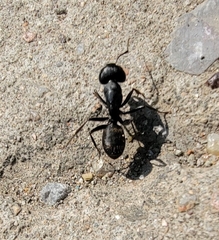 Camponotus japonicus