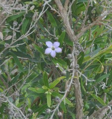 Billardiera cymosa