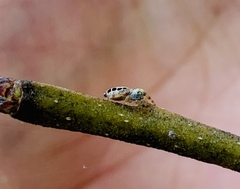 Paraphidippus aurantius