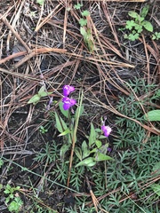 Tradescantia crassifolia