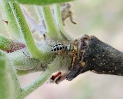 Paraphidippus aurantius