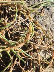 Salicornia perennis