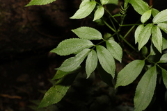 Sambucus australasica