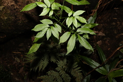 Sambucus australasica