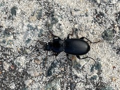 Carabidae