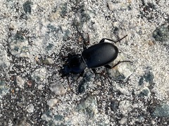 Carabidae