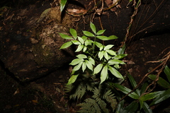 Sambucus australasica