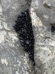 Xenostrobus neozelanicus
