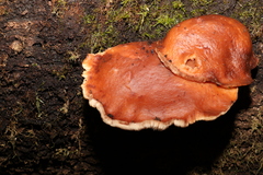 Lactarius eucalypti