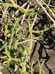 Salicornia perennis