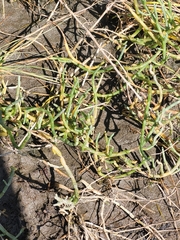 Salicornia perennis