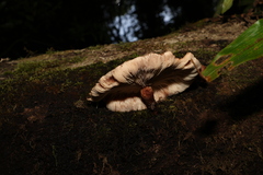 Lactarius eucalypti