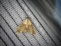 Agrotera nemoralis
