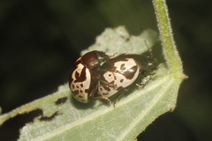 Calligrapha ancoralis