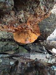 Pycnoporellus fulgens