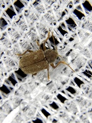 Demotina modesta