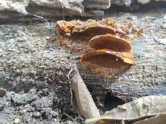 Pycnoporellus fulgens