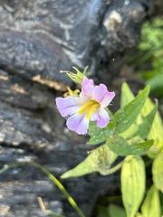 Erythranthe erubescens
