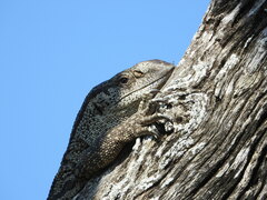 Varanus albigularis albigularis