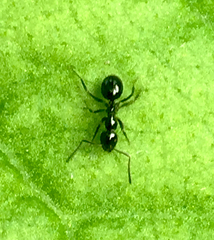 Prolasius