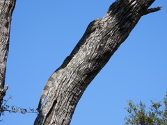 Varanus albigularis albigularis