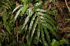 Pteris umbrosa