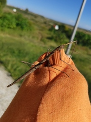 Libethra