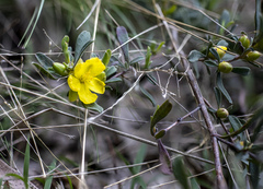 Hibbertia riparia