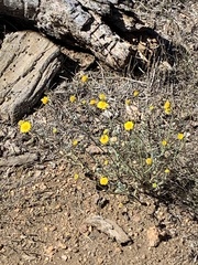 Baileya pleniradiata