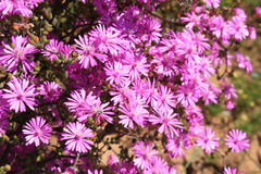 Drosanthemum globosum