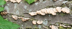 Gloeoporus dichrous