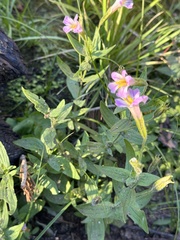 Erythranthe erubescens