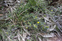 Hibbertia riparia
