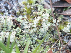 Cladonia rappii