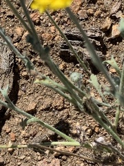 Baileya pleniradiata