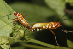 Dysdercus obscuratus