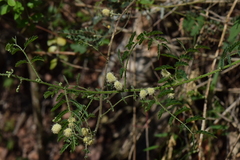 Mimosa malacophylla